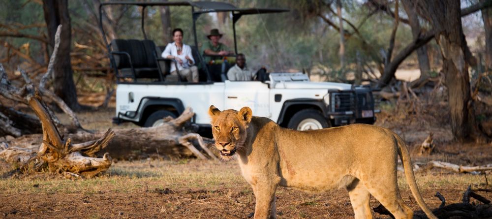 Game drive with lion - Image 10