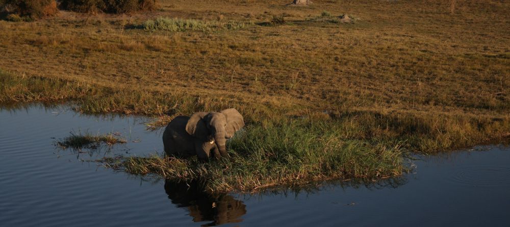 Aerial elephant - Image 7