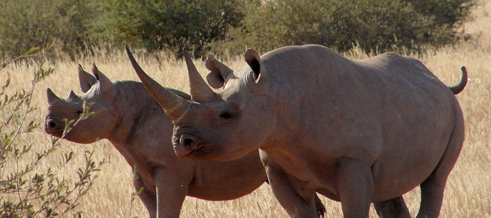 Desert Black Rhino- Tswalu Kalahari, Twsalu Kalahari, South Africa - Image 19