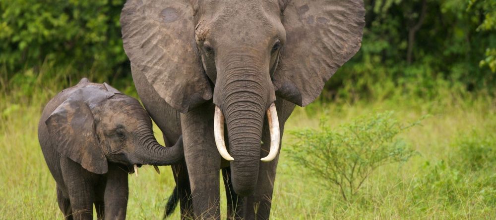 Mbuzi Mawe Tented Camp, Serengeti National Park, Tanzania - Image 7
