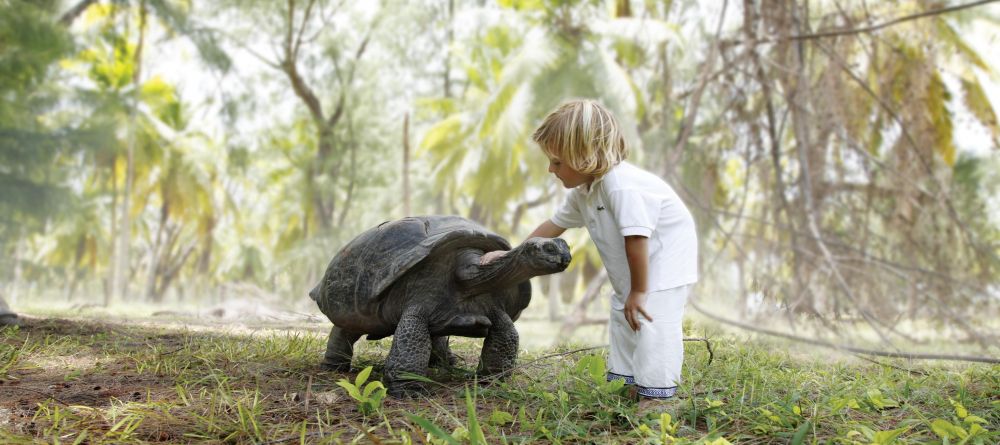 Meeting a turtle at Desroches Island Resort, Desroches Island, Seychelles - Image 4