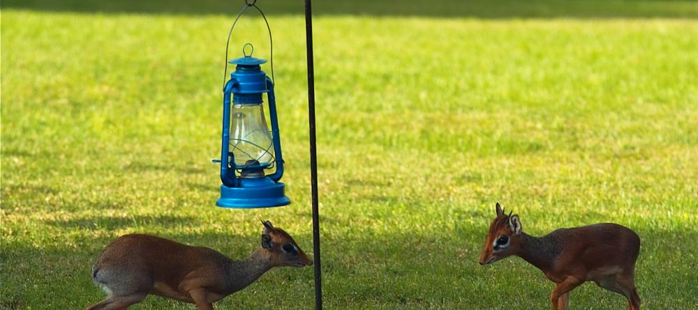 Dikdiks at Arumeru River Lodge, Arusha, Tanzania - Image 11