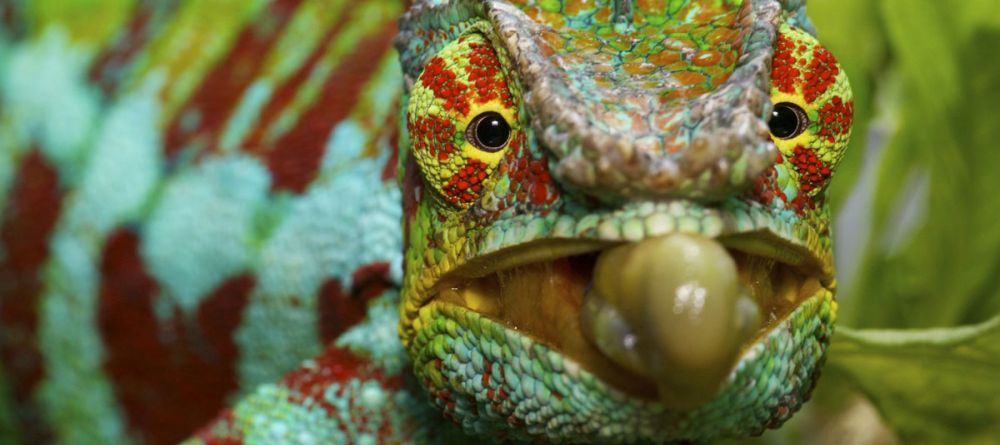 Feon Ny Ala, Andasibe National Park, Madagascar - Image 3