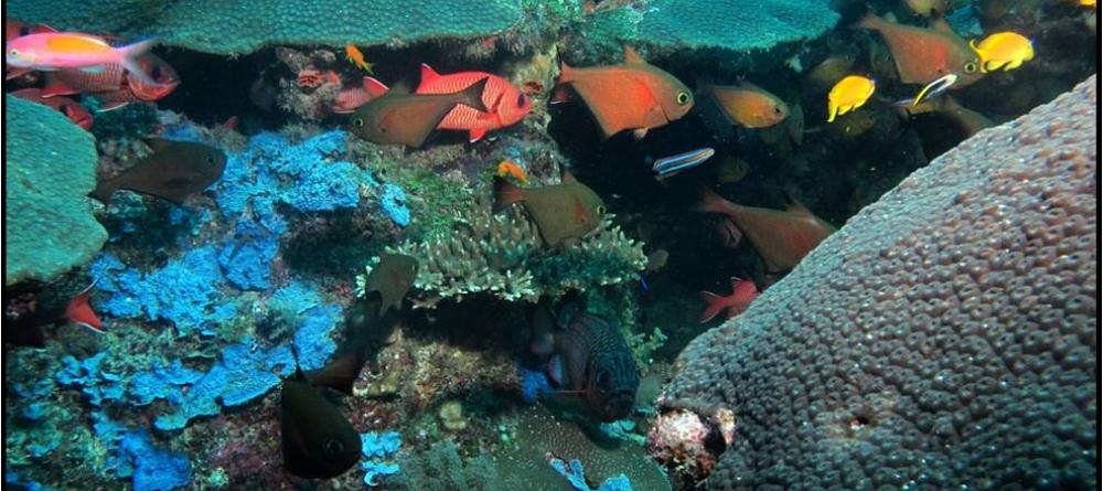 Pristine reefs teeming with exotic and colorful fish are perfect for diving and snorkeling at Kinasi Lodge, Mafia Island, Tanzania - Image 3