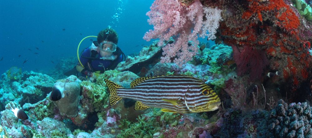 Scuba diving at New Emerald Cove, Praslin, Seychelles - Image 4