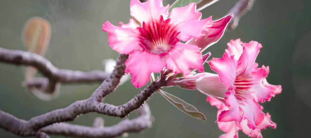 Desert Rose - Image 2