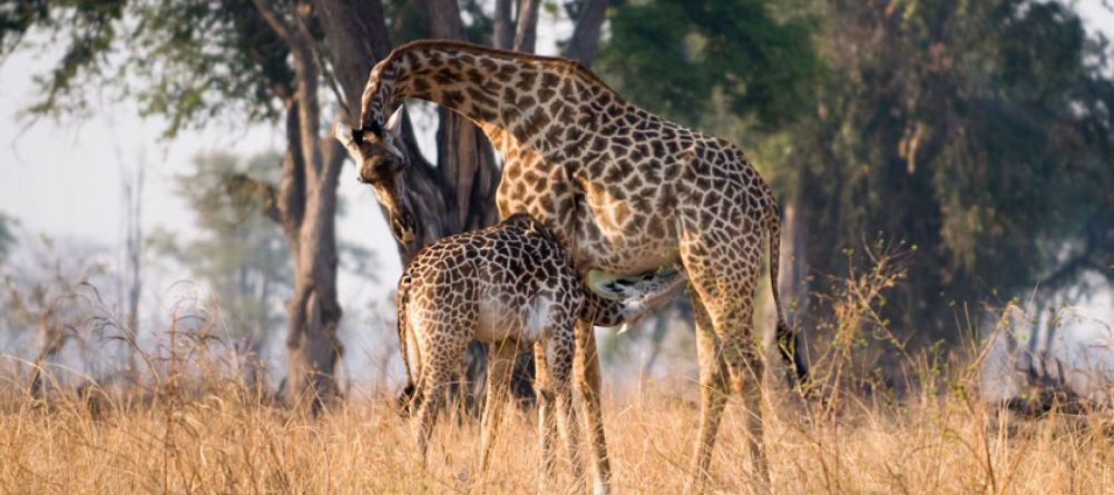 Tafika Camp, South Luangwa National Park, Zambia - Image 8