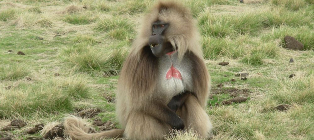 Simien Lodge, Ethiopia - Image 6