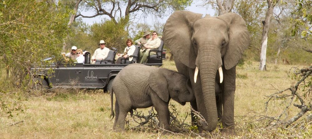 Encounter fascinating wildlife on game drives through the game reserve at Dulini Lodge, Sabi Sands Game Reserve, South Africa - Image 8