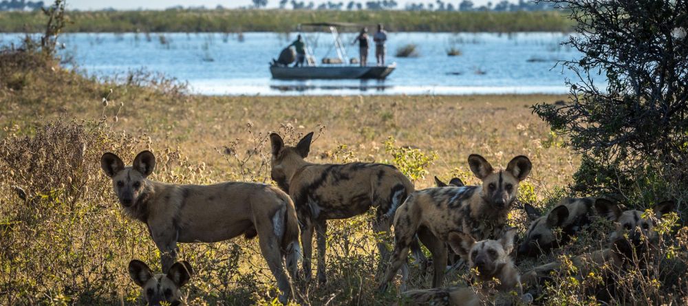 Duma Tau, Linyanti Wetlands, Botswana - Image 2