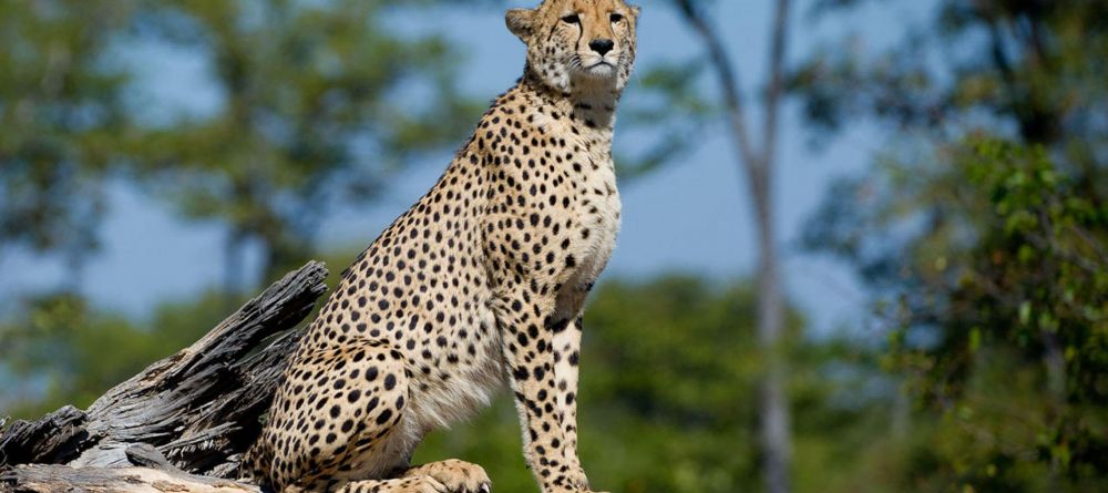 Duma Tau, Linyanti Wetlands, Botswana - Image 4