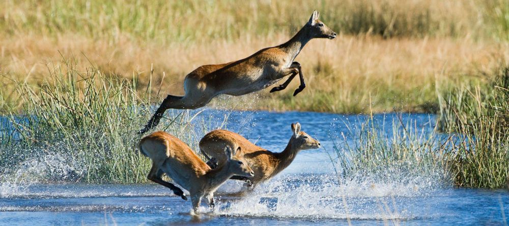 Duma Tau, Linyanti Wetlands, Botswana - Image 10