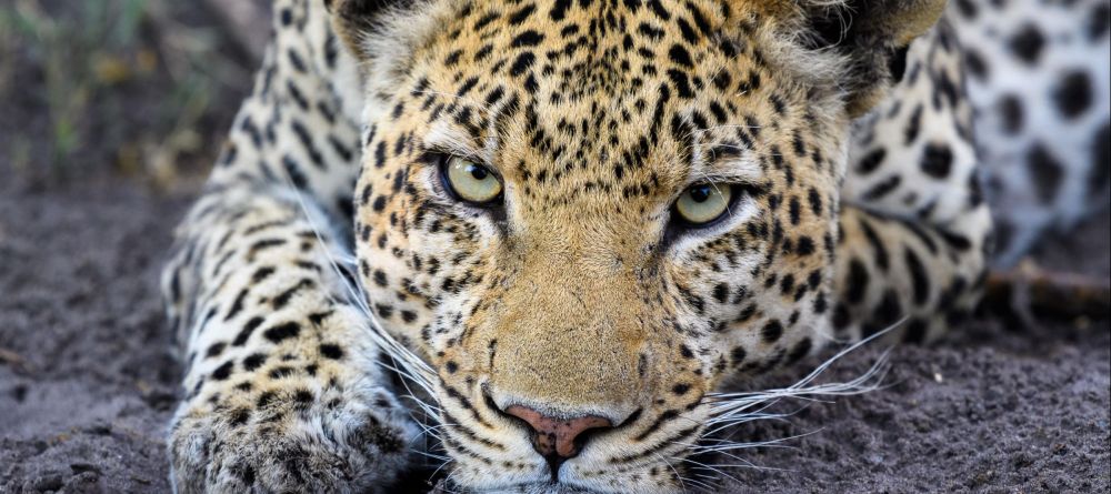 Duma Tau, Linyanti Wetlands, Botswana - Image 6