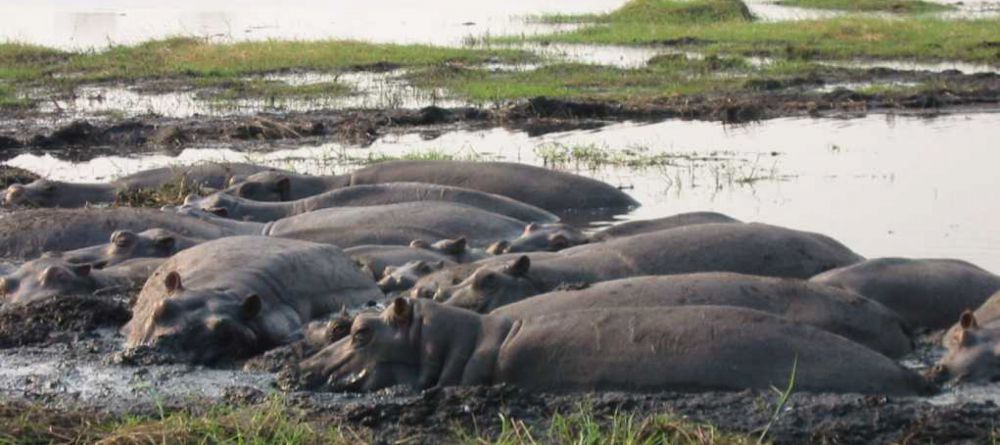 Eagle Island Camp, Okavango Delta, Botswana  - Image 5