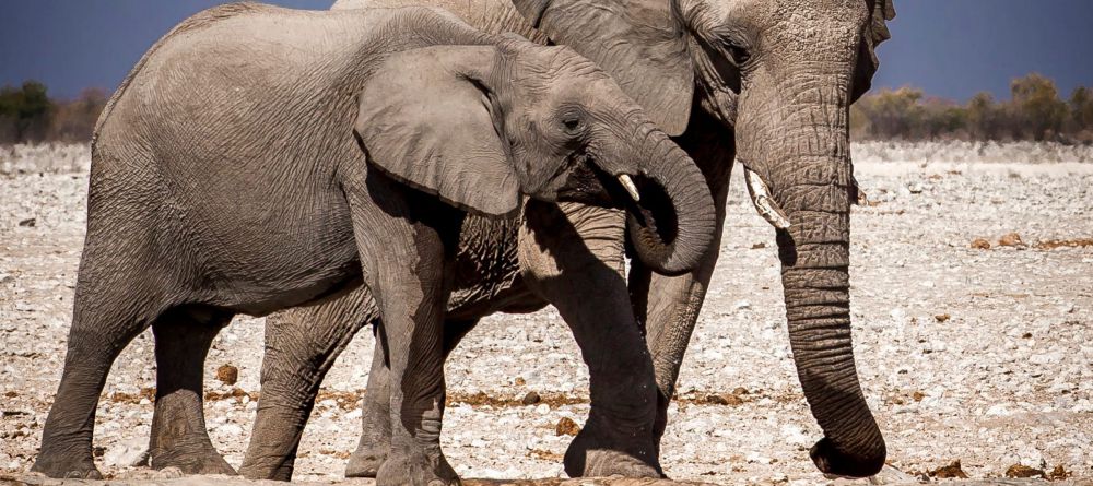 Eagle Tented Lodge - Image 4