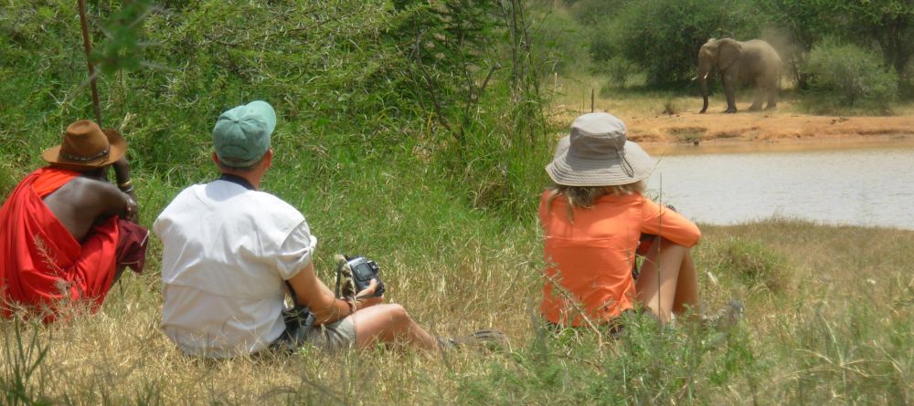Elephant viewing on a walk - Image 1