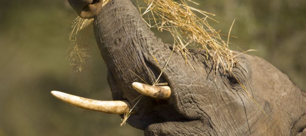 Elephant eating - Image 5