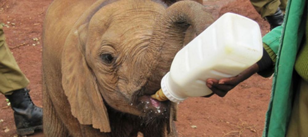 Ithumba feeding ele - Image 2