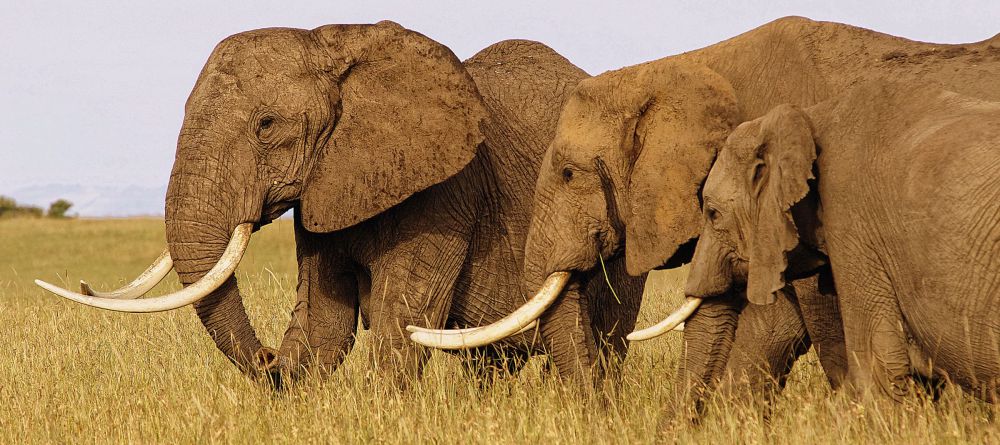 Nomadic Camp, Masai Mara National Reserve, Kenya - Image 11