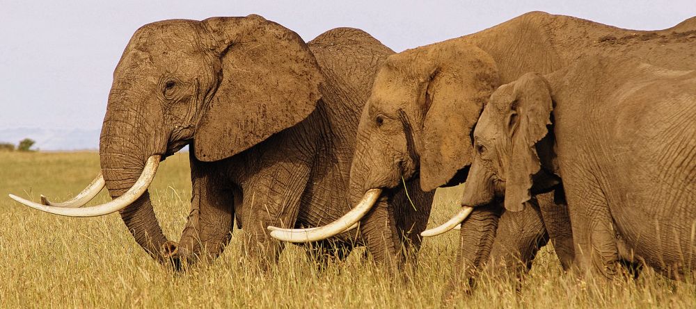 Topi House, Masai Mara National Reserve, Kenya - Image 2