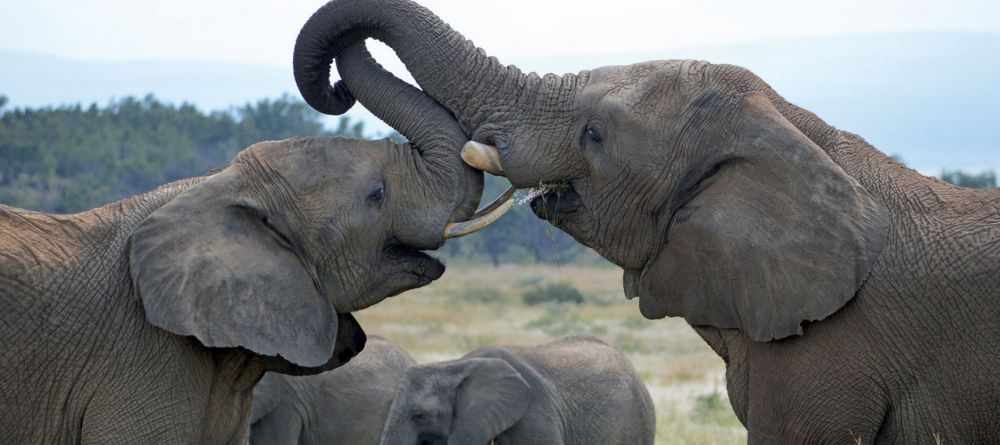 Shambala Zulu Camp, Shambala Game Reserve, South Africa - Image 4
