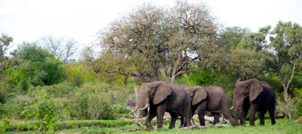 Simbavati River Lodge, Timbavati Game Reserve, South Africa - Image 7