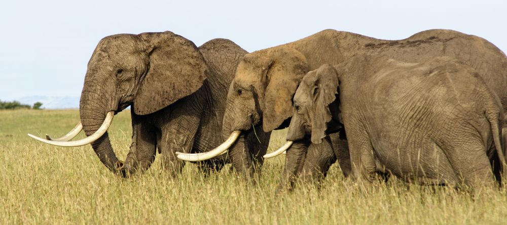 A herd of elephants wanders by Mara House, Masai Mara National Reserve, Kenya - Image 11
