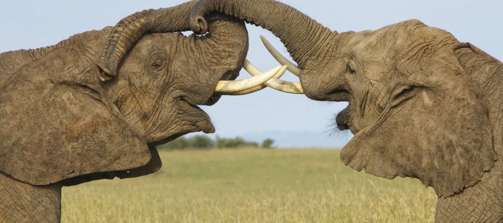 Il Moran, Masai Mara National Reserve, Kenya - Image 11