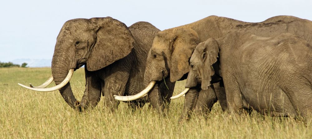 Porini Amboseli Camp, Amboseli National Reserve, Kenya - Image 8