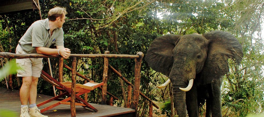 Elephant at tent at Selous Impala Camp, Selous National Park, Tanzania - Image 12