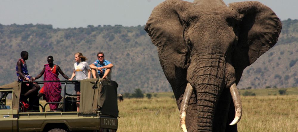 Elephant bull spotted on a game drive at Ngare Serian Camp, Masai Mara National Reserve, Kenya - Image 2