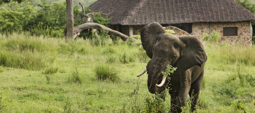 Elephant by camp at Beho Beho, Selous National Park, Tanzania - Image 6
