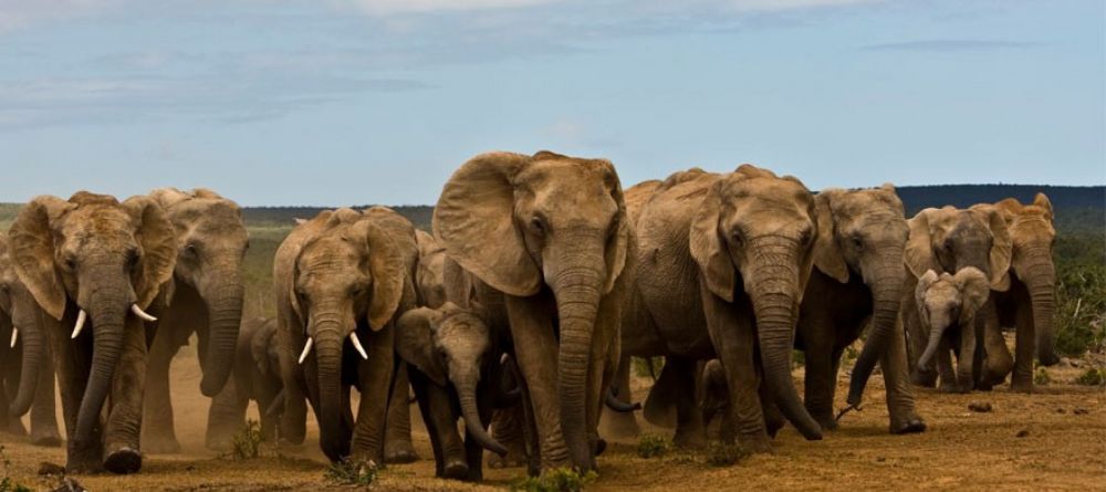 Gorah Elephant Camp, Addo Elephant National Park, South Africa - Image 7