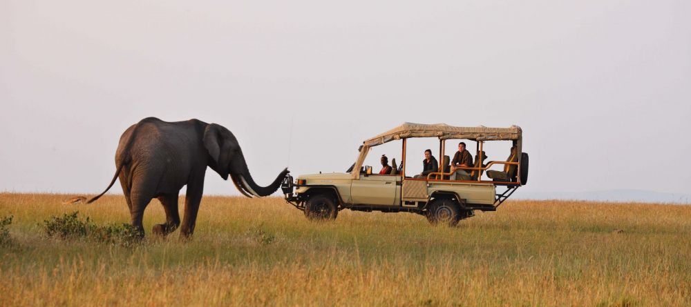 A single elephant greets the game drive vehicle at Naibor Camp, Masai Mara National Reserve, Kenya - Image 7