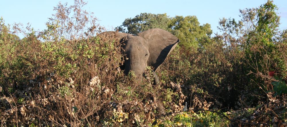 Elephant spotted during a boat safari at Selous Impala Camp, Selous National Park, Tanzania - Image 19