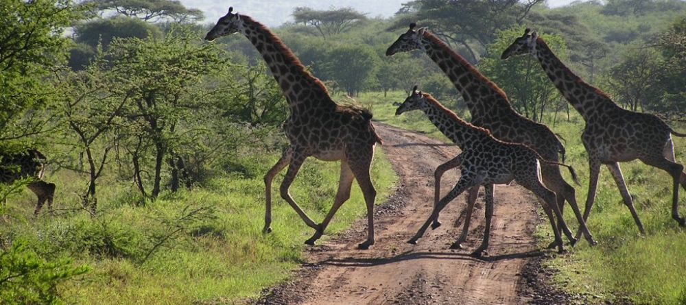 Giraffes at Elephant Valley Lodge, Chobe National Park, Botswana - Image 4