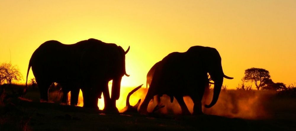 Camp Hwange - Elephants in front of lodge - Image 6