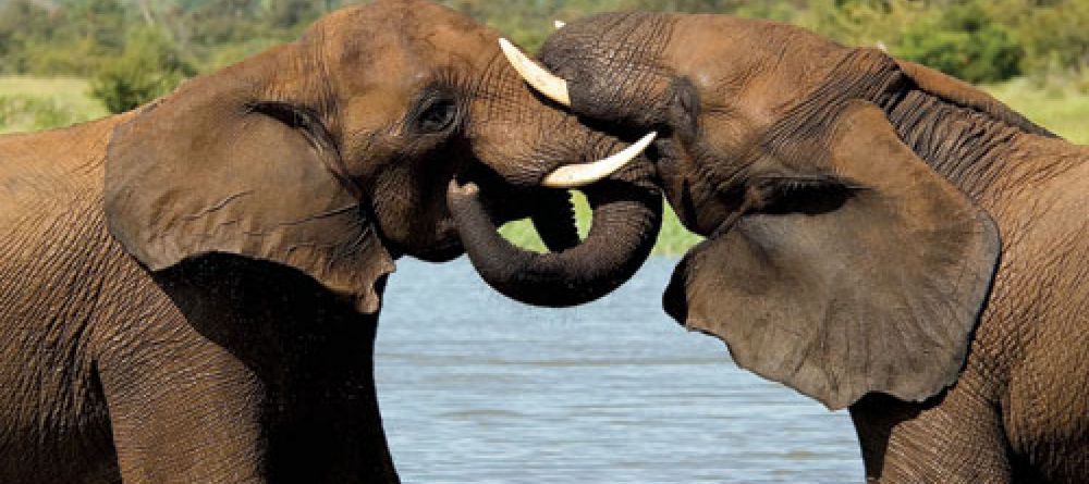 Ngoma Safari Lodge, Chobe National Park, Botswana - Image 6