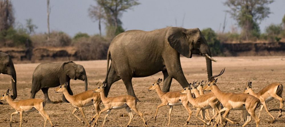 Mwaleshi Camp elephants - Image 1