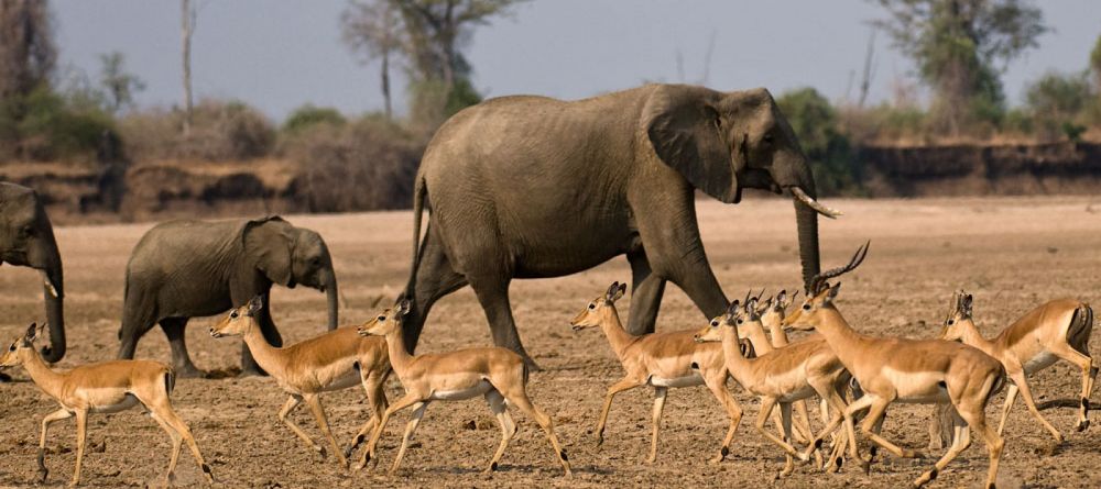 Chikoko Trails Camps, North Luangwa National Park, Zambia - Image 1