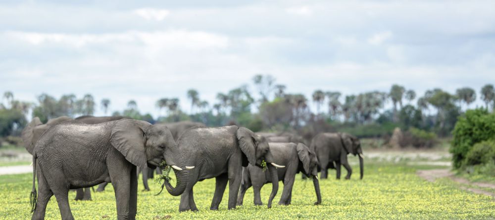 Tarangire Ndovu Camp - Image 3