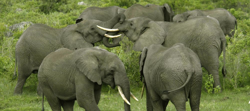 Elephant herd at Hatari Lodge, Arusha National Park, Tanzania - Image 10