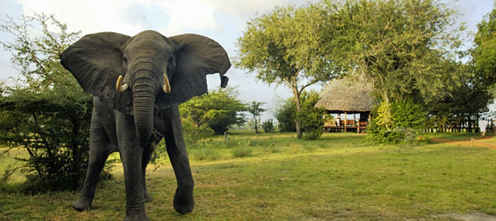 Elephant in camp at Selous Impala Camp, Selous National Park, Tanzania - Image 24