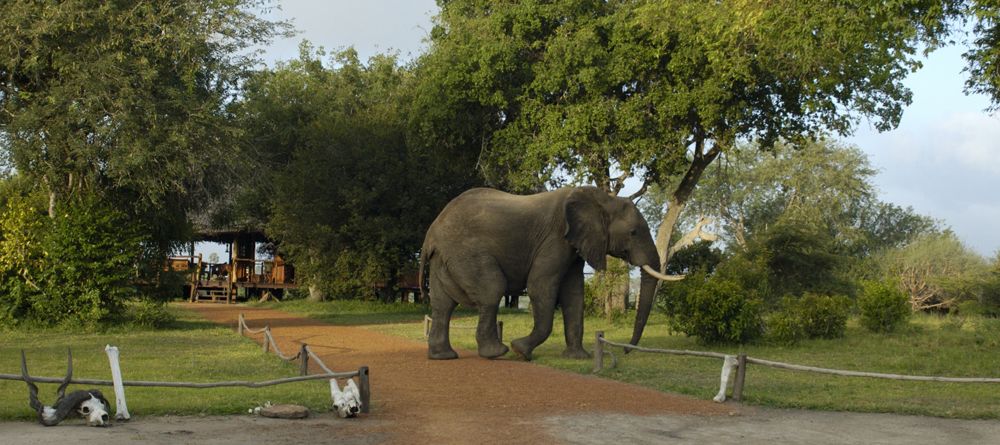 Elephant in camp at Selous Impala Camp, Selous National Park, Tanzania - Image 26