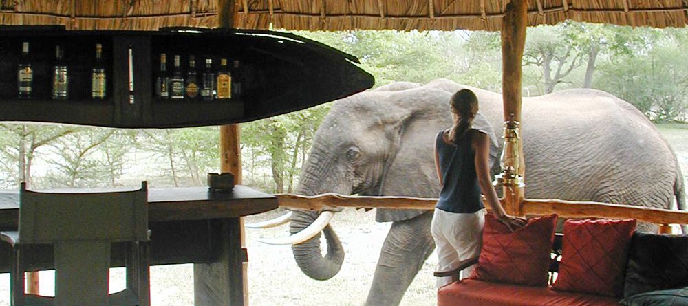 Elephant in camp at Selous Impala Camp, Selous National Park, Tanzania - Image 28