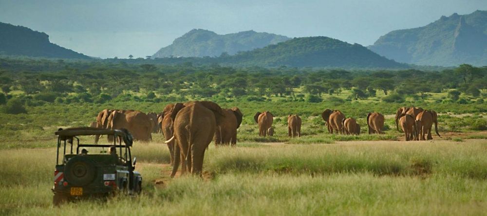 Game drive at Elephant Watch Camp, Samburu National Reserve, Kenya - Image 3