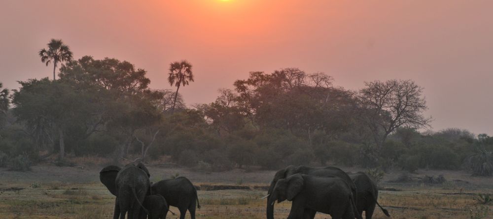 A herd of elephants at sunset at Katuma Bush Camp, Katavi National Park, Tanzania - Image 17