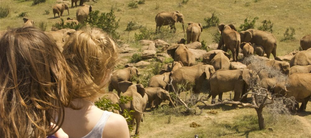 Elephant game walk at Ol Malo, Laikipia, Kenya - Image 10