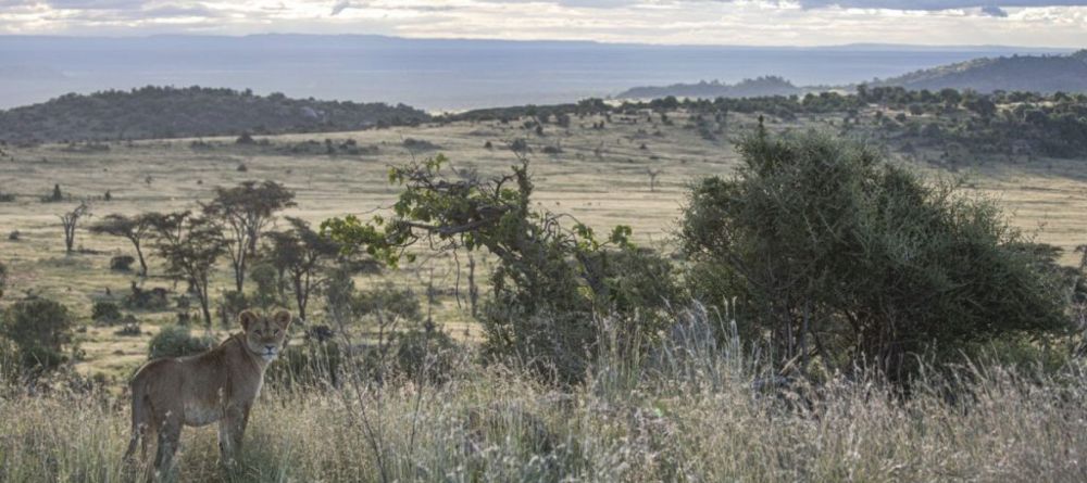 Enasoit Camp - lion - Image 5