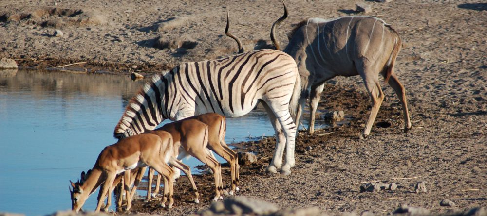 Etosha National Park - Image 7